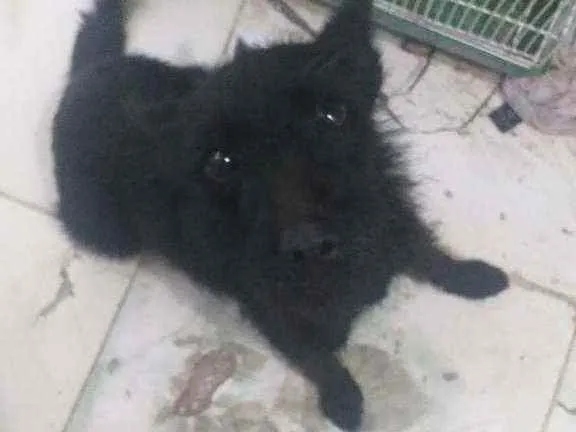 Cachorro ra a  idade  nome Neguinha