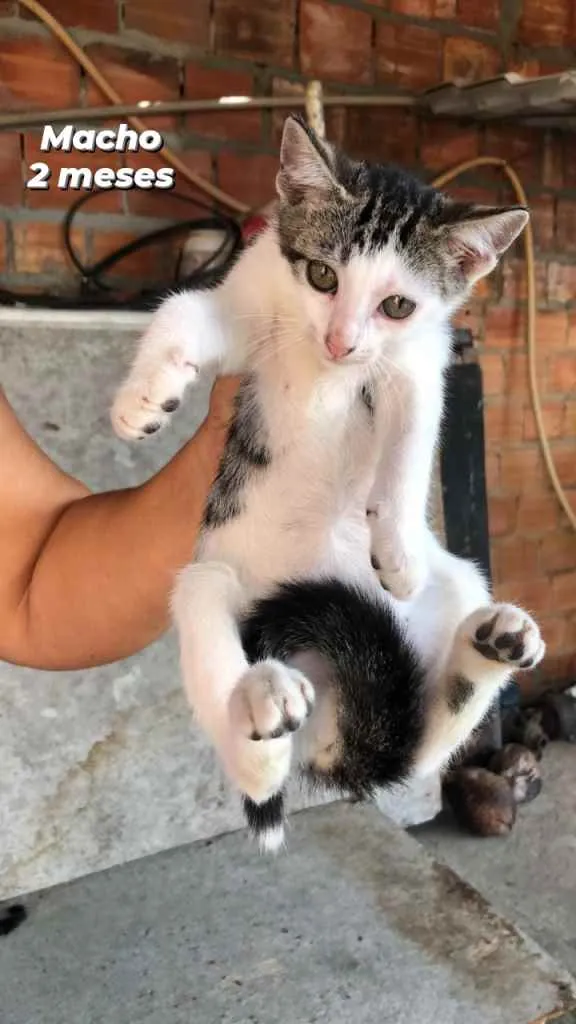 Gato ra a  idade 2 a 6 meses nome Não tem ainda 