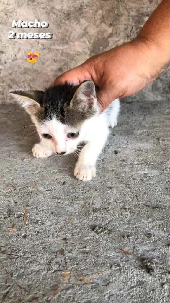 Gato ra a  idade 2 a 6 meses nome Não tem ainda 