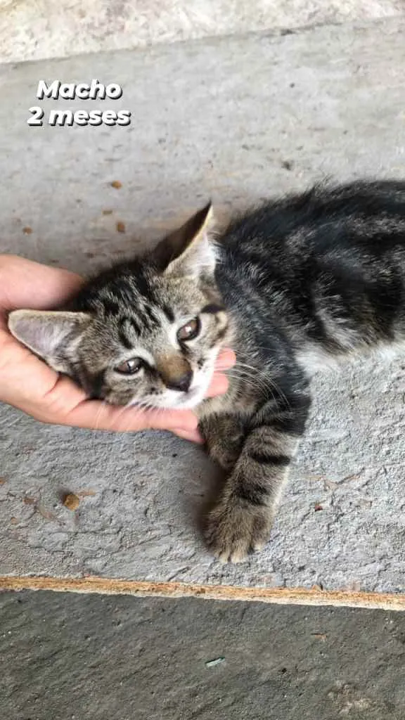 Gato ra a  idade 2 a 6 meses nome Não tem ainda 