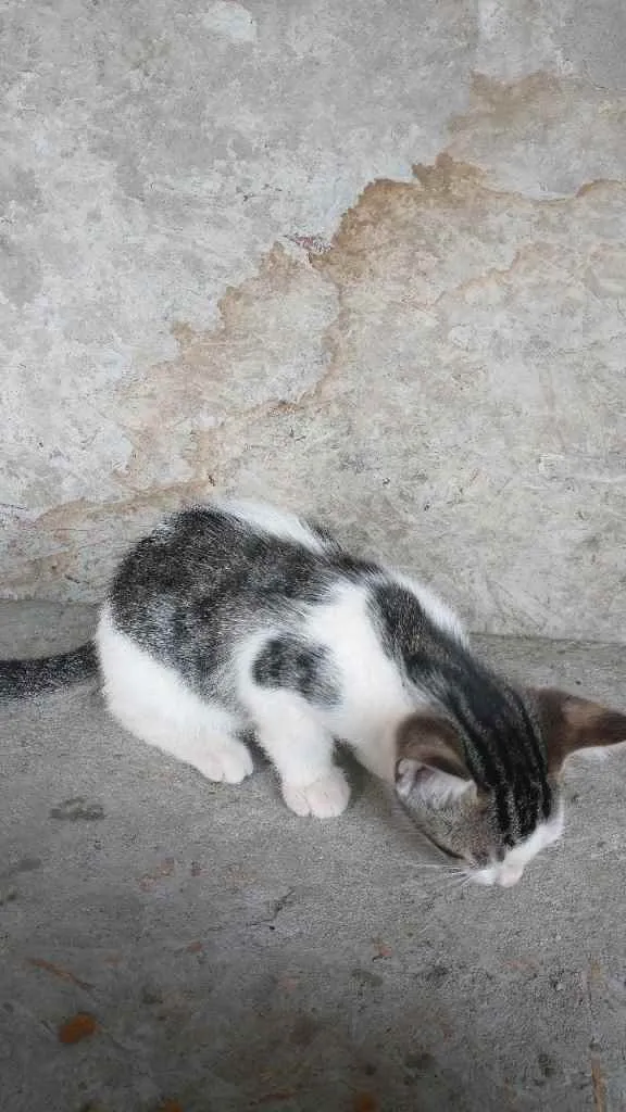 Gato ra a  idade 2 a 6 meses nome Não tem ainda 