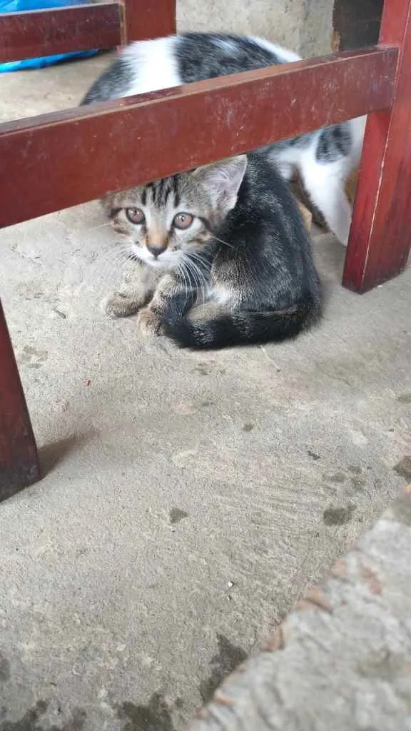 Gato ra a  idade 2 a 6 meses nome Não tem ainda 