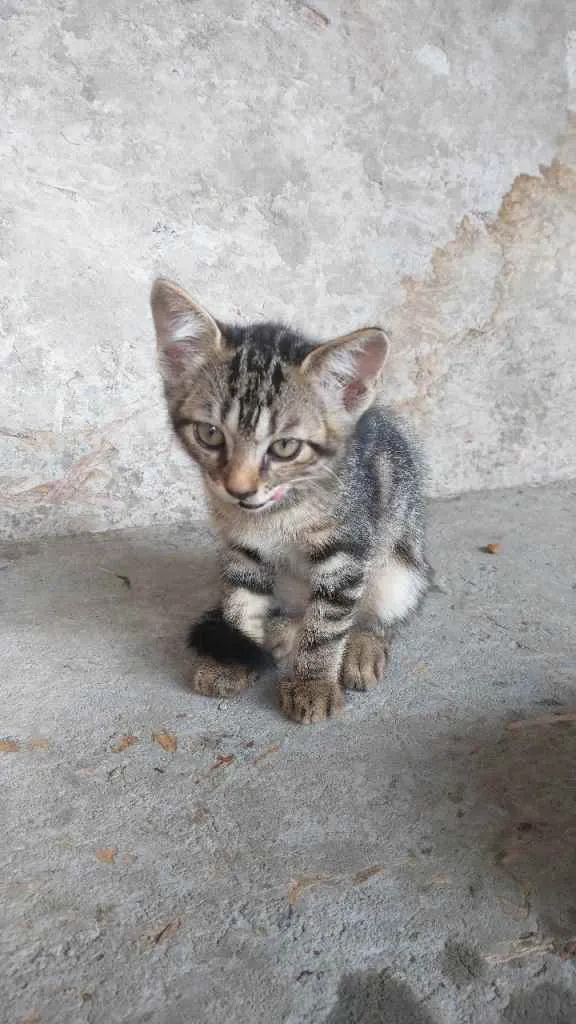 Gato ra a  idade 2 a 6 meses nome Não tem ainda 