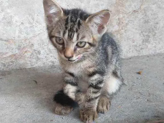 Gato ra a  idade 2 a 6 meses nome Não tem ainda 