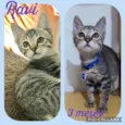 Gato raça SRD  idade 2 a 6 meses nome Ravi 