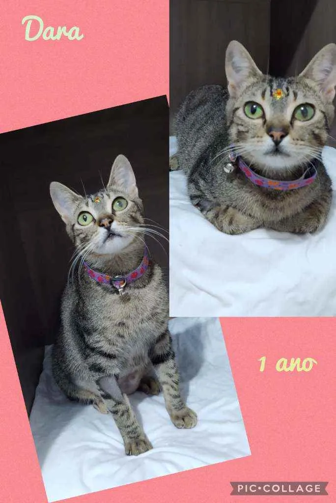 Gato raça SRD  idade 1 ano nome Dara 