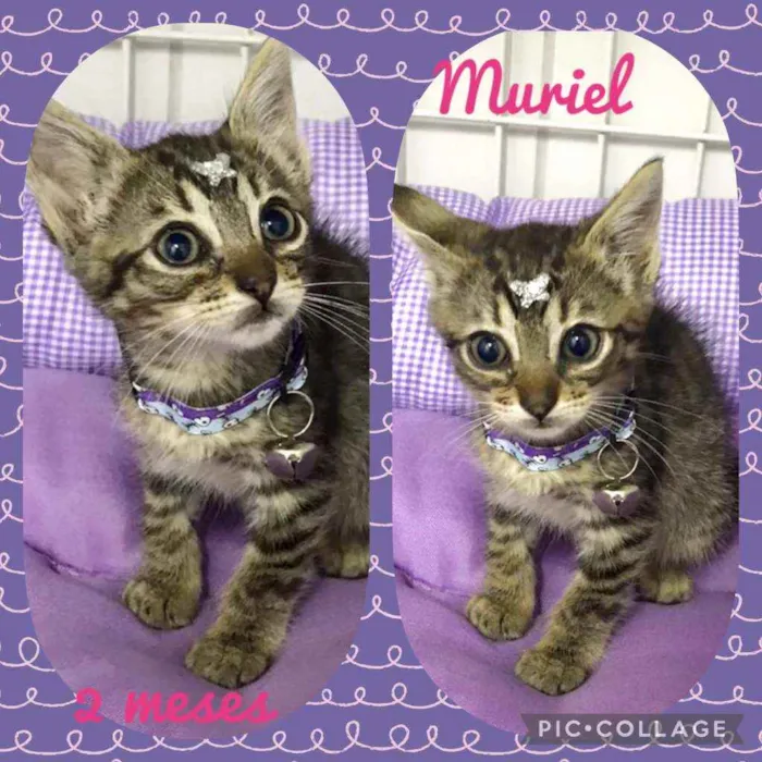 Gato raça SRD  idade 2 a 6 meses nome Muriel 