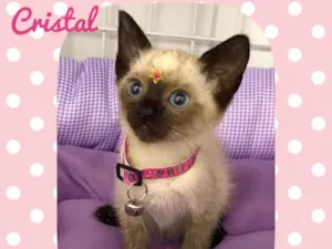 Gato raça SRD  idade 2 a 6 meses nome Cristal 