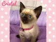 Gato raça SRD  idade 2 a 6 meses nome Cristal 