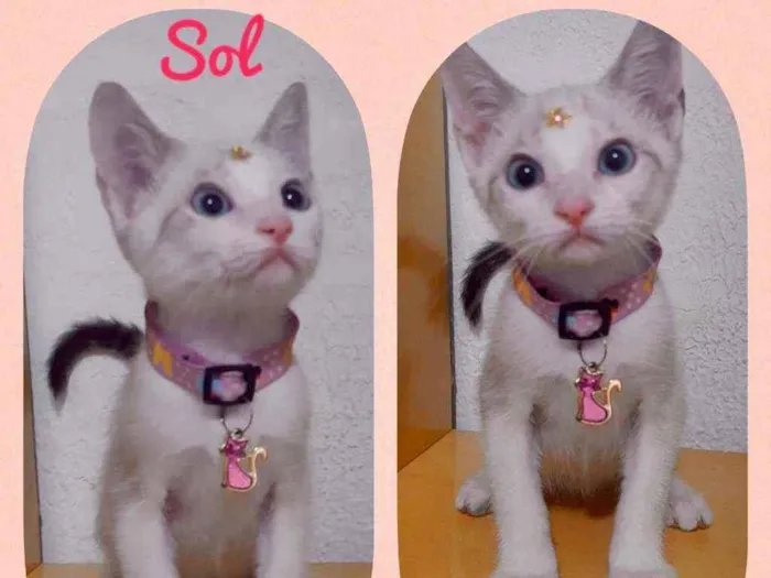 Gato raça SRD  idade 2 a 6 meses nome Sol 