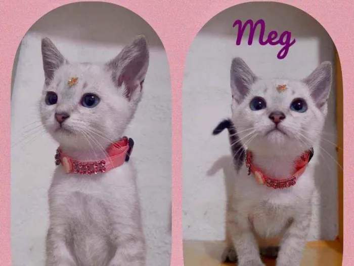 Gato raça SRD  idade 2 a 6 meses nome Meg 