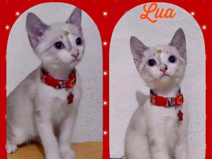 Gato raça SRD  idade 2 a 6 meses nome Lua 