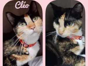 Gato raça SRD  idade 1 ano nome Cléo 