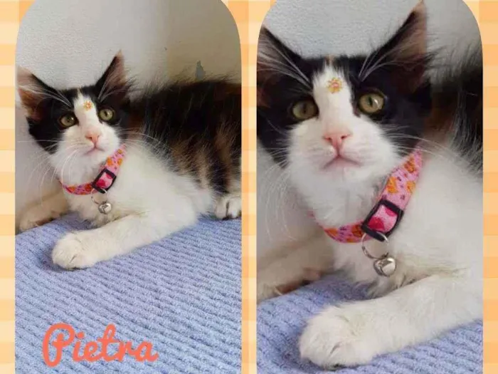 Gato raça SRD  idade 2 a 6 meses nome Pietra 