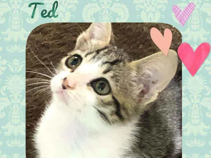 Gato raça SRD  idade 2 a 6 meses nome Ted 