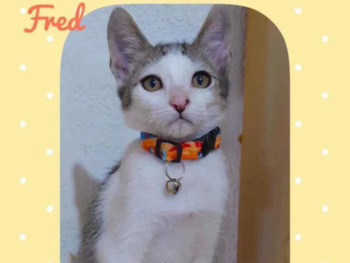 Gato raça SRD  idade 2 a 6 meses nome Fred 1 