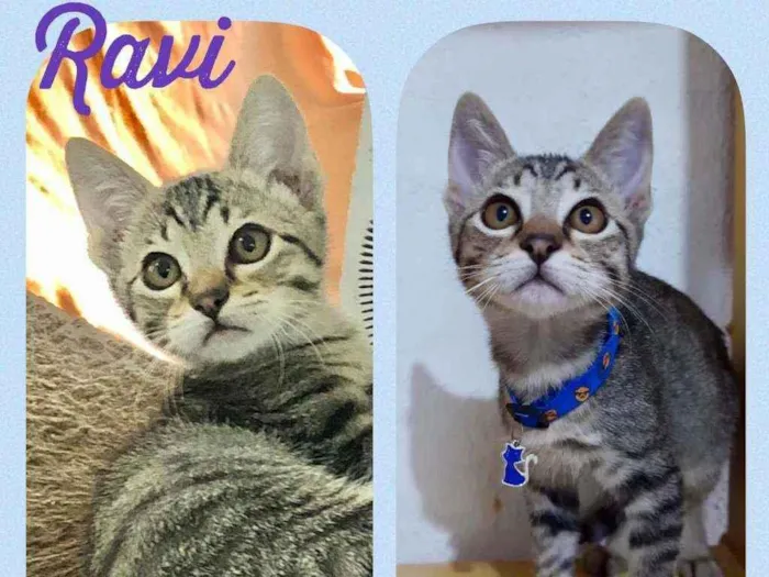 Gato raça SRD  idade 2 a 6 meses nome Ravi 