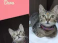 Gato raça SRD  idade 1 ano nome Dara 