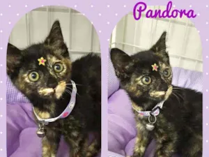 Gato raça SRD  idade 2 a 6 meses nome Pandora 
