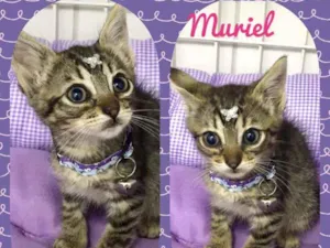 Gato raça SRD  idade 2 a 6 meses nome Muriel 