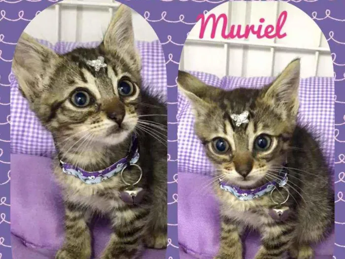 Gato raça SRD  idade 2 a 6 meses nome Muriel 