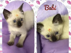 Gato raça SRD  idade 2 a 6 meses nome Babi 