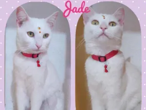 Gato raça SRD  idade 2 anos nome Jade 