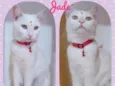 Gato raça SRD  idade 2 anos nome Jade 