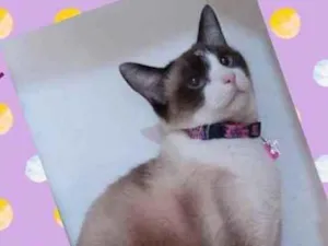 Gato raça SRD  idade 2 anos nome Jessie 