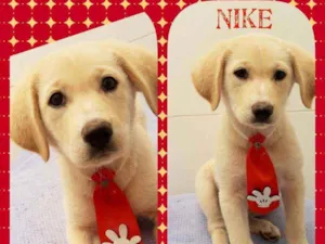 Cachorro raça SRD  idade 2 a 6 meses nome Nike 
