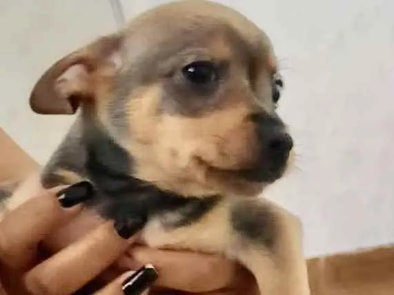 Cachorro raça  idade Abaixo de 2 meses nome Lauro Bebezinho 