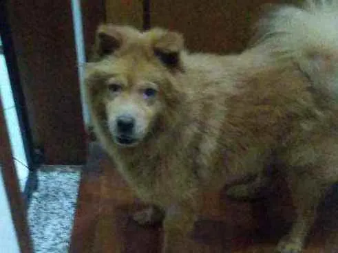 Cachorro ra a Chaw chaw idade 3 anos nome Flip
