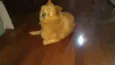 Flip