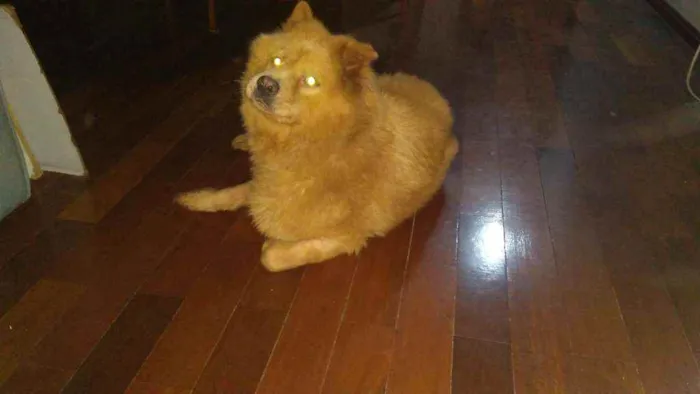 Cachorro ra a Chaw chaw idade 3 anos nome Flip
