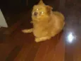 Flip