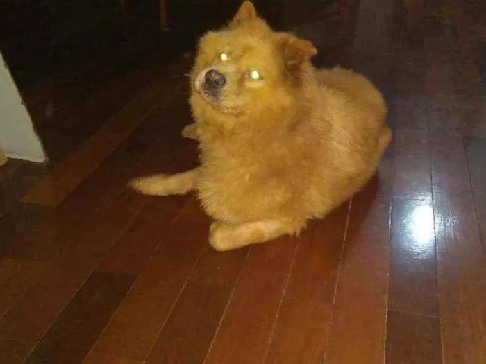 Cachorro ra a Chaw chaw idade 3 anos nome Flip