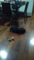 Lila