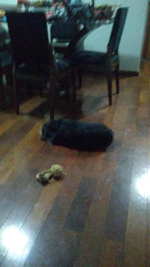Cachorro ra a Sem raça idade 5 anos nome Lila