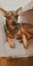 Lúcio Pequenino