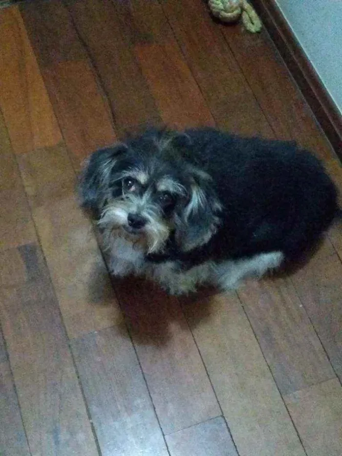 Cachorro ra a Sem raça idade 5 anos nome Lila