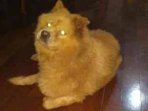 Cachorro raça Chaw chaw idade 3 anos nome Flip