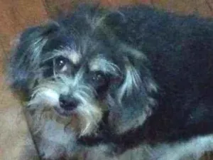 Cachorro raça Sem raça idade 5 anos nome Lila