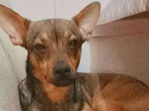 Cachorro raça  idade 2 anos nome Lúcio Pequenino
