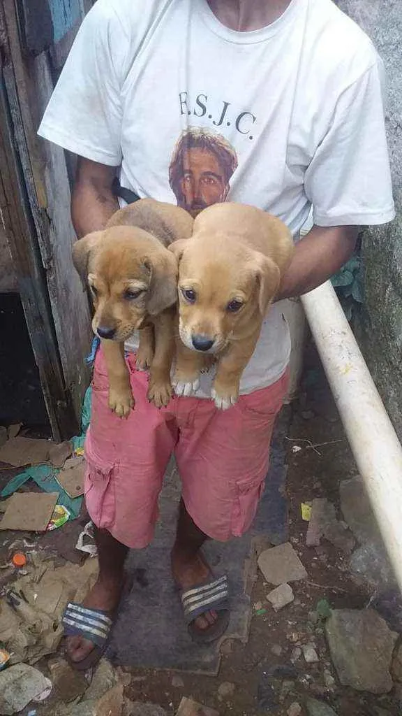 Cachorro ra a SRD idade Abaixo de 2 meses nome Bebês