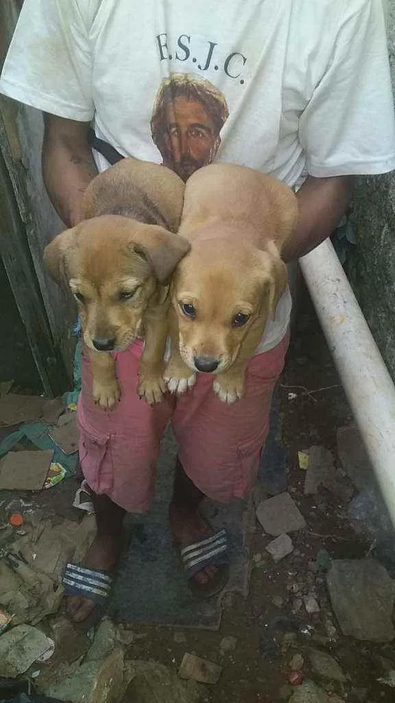 Cachorro ra a SRD idade Abaixo de 2 meses nome Bebês