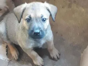 Cachorro raça Vira lata idade 2 a 6 meses nome Cachorro 