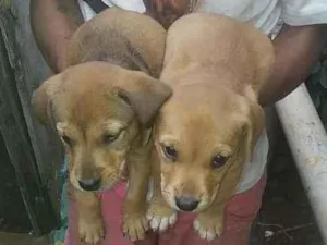 Cachorro raça SRD idade Abaixo de 2 meses nome Bebês