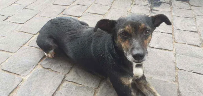 Cachorro raça Vira-lata idade 2 a 6 meses nome (SEM NOME)