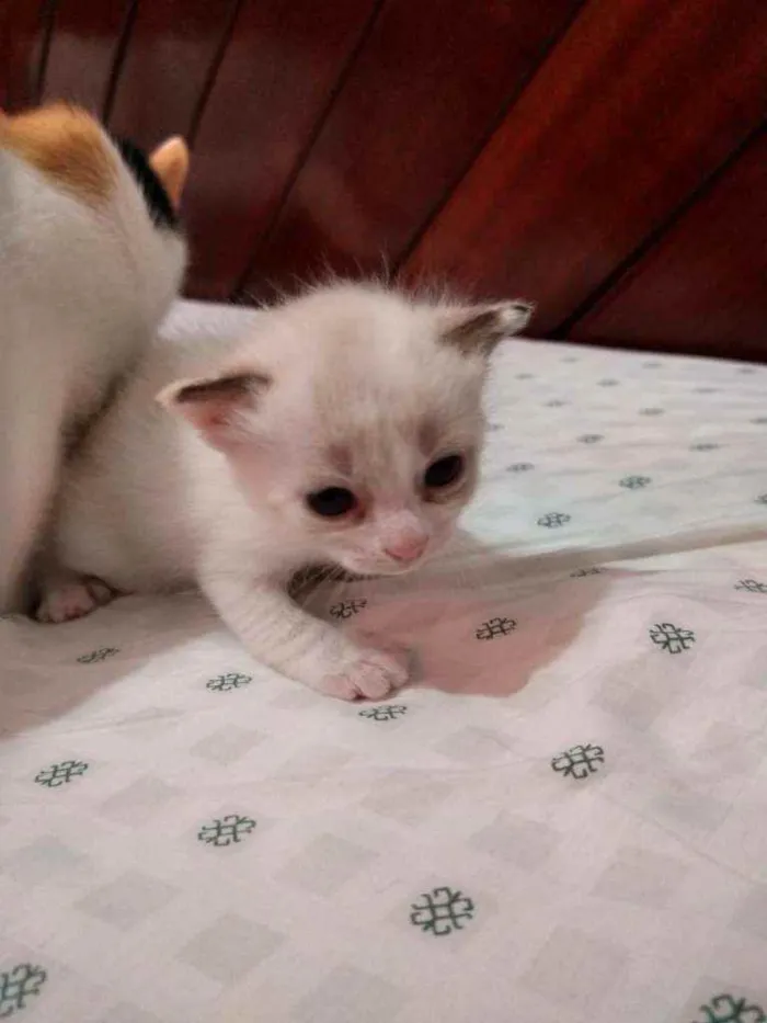Gato raça Ragdoll idade Abaixo de 2 meses nome Princesa
