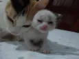 Princesa